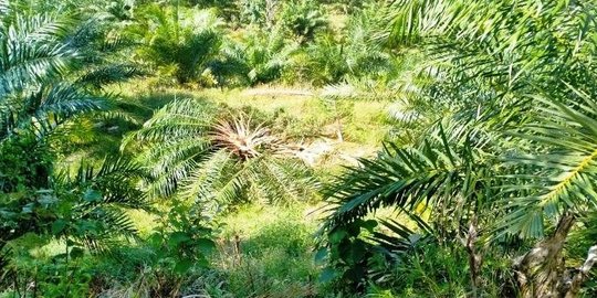 Gajah Acak-Acak Kebun Sawit Warga di Pedalaman Aceh Barat