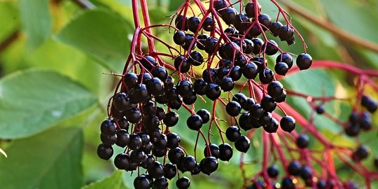 Manfaat Elderberry bagi Kesehatan Tubuh, Ketahui Juga Efek Sampingnya