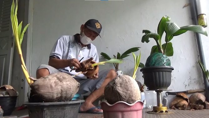 bonsai kelapa hasil karya pensiunan pns