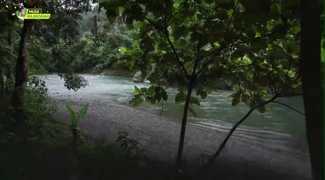 kunjungi langkat wagub sumut takjub lihat pohon raksasa berusia ratusan tahun ini