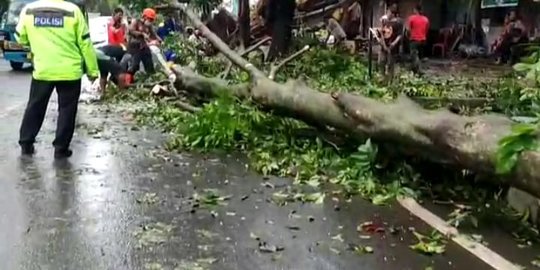 Hujan Disertai Angin Kencang Membuat Sejumlah Pohon Tumbang di Bogor