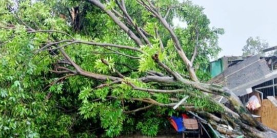 Angin Kencang Menerjang di Bogor, Banyak Pohon Tumbang