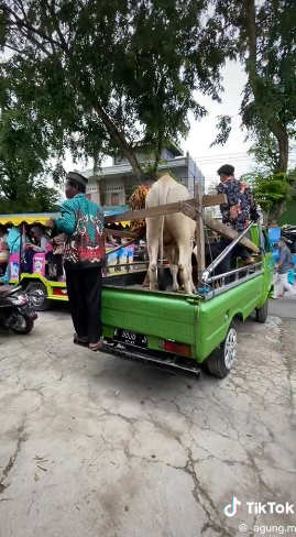 viral pernikahan mewah di grobogan mahar berupa mobil hingga sapi
