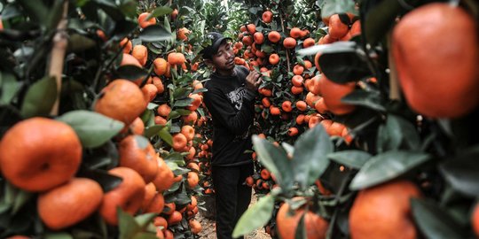 Berburu Pohon Jeruk 'Keberuntungan' Jelang Imlek