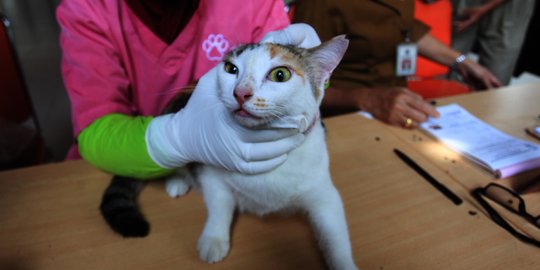 Ekspresi Kucing-Kucing saat Disuntik Vaksin Rabies