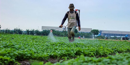 Tuai Sorotan, Penggunaan Pestisida Berlebih Picu Anak Kerdil hingga Alami Kematian