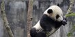 Mengapa Panda Gendut Meski Hanya Makan Tumbuhan? Ini Penjelasannya
