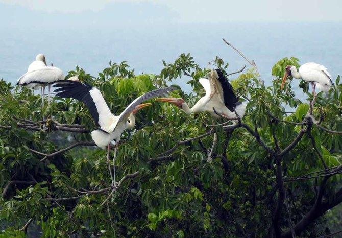 3 fakta bangau bluwok satwa terancam punah penghuni suaka margasatwa karang gading