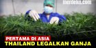 VIDEO: Thailand Negara Pertama di Asia Legalkan Ganja, Langsung Disahkan Kemenkes
