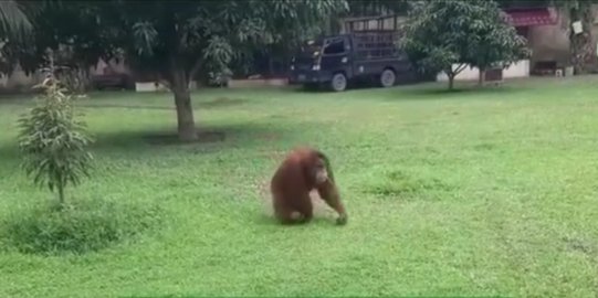 BKSDA Sumut Selamatkan Orang Utan di Rumah Bupati Langkat, Begini Nasibnya Sekarang