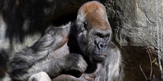 Mengenang Ozzie, Gorila Jantan Tertua Dunia Mati di Usia 61 Tahun