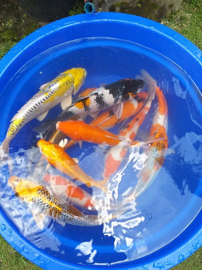 ikan koi garut