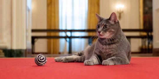 Mengenal Willow, Kucing Penghuni Gedung Putih Milik Joe Biden