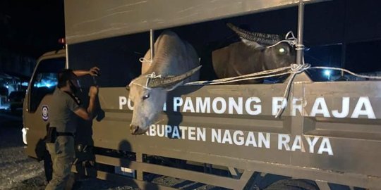 ternak sapi widodo kabupaten sidoarjo jawa timur