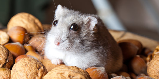 Hong Kong Temukan Penularan Virus Corona dari Hamster ke Manusia