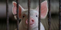 Kondisi Peternakan di Thailand yang Terdampak Demam Babi