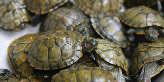BBKSDA Sumut Gagalkan Perdagangan Satwa Liar, Selamatkan Kura-kura hingga Buaya