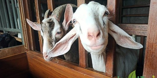 4 Fakta Unik Kambing Etawa Kaligesing, Harga Hingga Ratusan Juta Rupiah