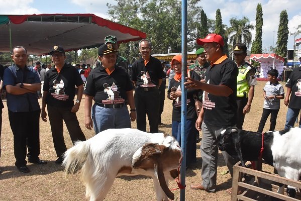 kambing etawa kaligesing