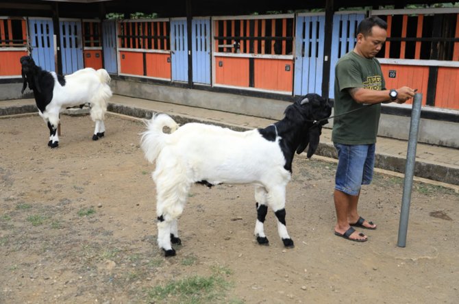 kambing etawa kaligesing