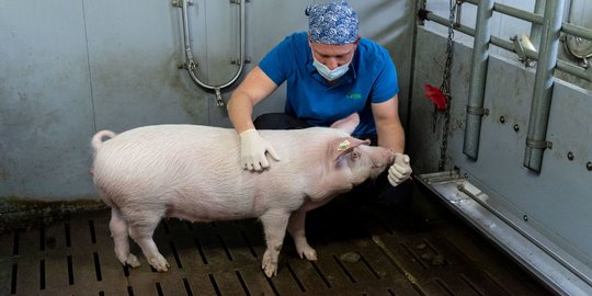 Peneliti Jerman Ciptakan Babi Spesies Baru untuk Transplantasi Organ ke Manusia