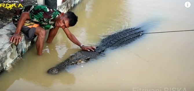 potret pria interaksi dengan buaya