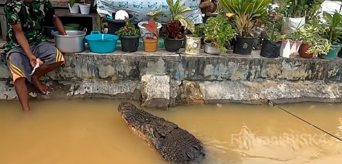 potret pria interaksi dengan buaya