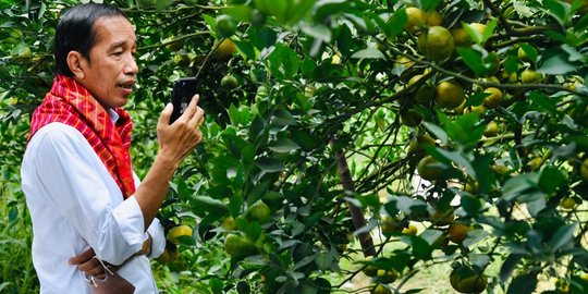 Tinjau Kampung Jeruk di Karo, Jokowi Disambut Lagu Indonesia Raya di Sepanjang Jalan