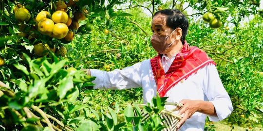 6 Potret Jokowi Kunjungi 'Kampung Jeruk' di Liang Melas Datas, Petik Buah di Kebun