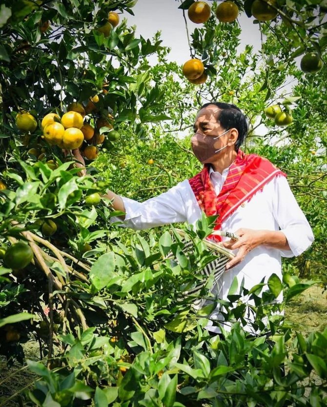 6 potret jokowi kunjungi 039kampung jeruk039 di liang melas datas petik buah di kebun