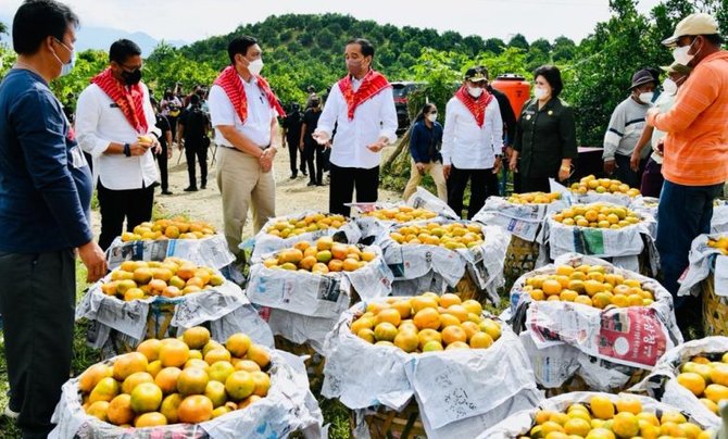 6 potret jokowi kunjungi 039kampung jeruk039 di liang melas datas petik buah di kebun