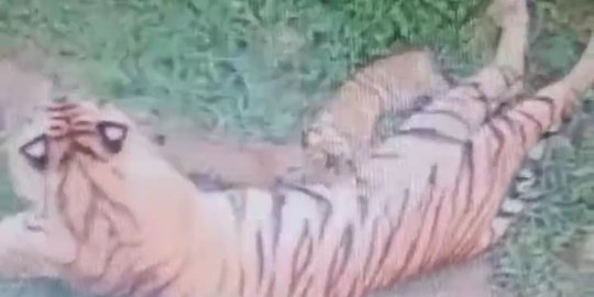 Tiga Ekor Anak Harimau Sumatra Lahir di Paluta, Begini Penampakannya