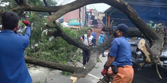 Pohon Besar Timpa Dua Mobil di Jalan Raya Ciater BSD