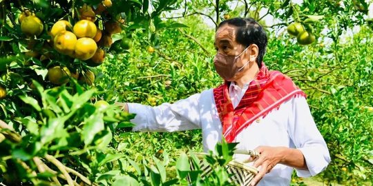 Jokowi akan Berkemah di Ibu Kota Negara Nusantara