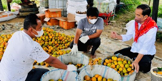 Jokowi Dinilai Sukses Kembangkan Sektor Pertanian Merdeka Com