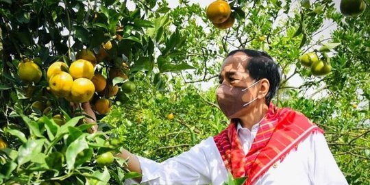 Istana Tegaskan Belum Ada Rencana Jokowi Berkemah di Titik Nol IKN