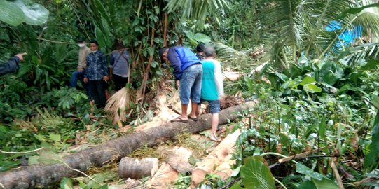 Tebang Pohon Kelapa, Warga Bogor Tewas Tertimpa Batang Pinang