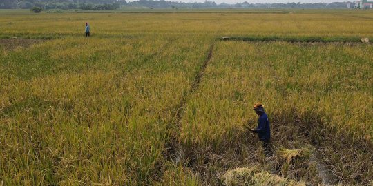 Miskin Ekstrem di Kampung Beras