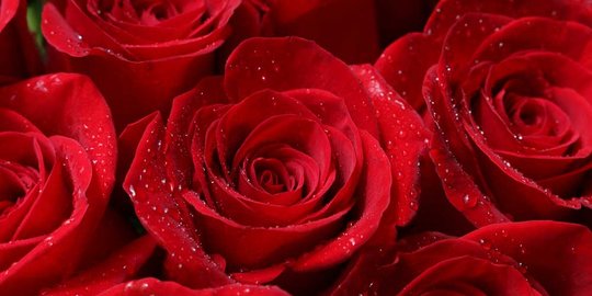25 Arti Bunga Mawar Berdasarkan Warnanya, Gambarkan Beragam Perasaan