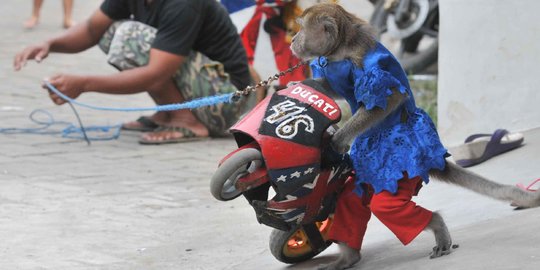 Kisah di Balik Topeng Monyet, Sumber Cuan yang Berdampak Buruk pada Psikologis Anak