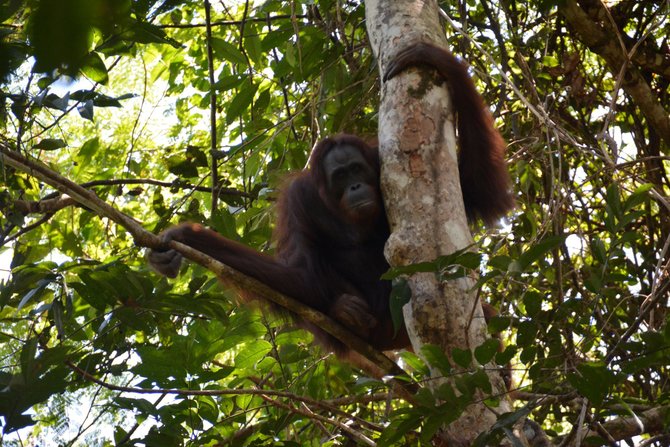 pelepasan orangutan di hutan kalimantan