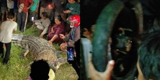 Buaya Penghuni Sungai Palu Akhirnya Terbebas dari Kalung Ban