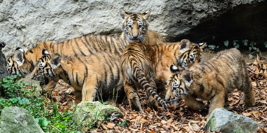 Sedang Panen Sawit, Warga Aceh Selatan Diterkam Harimau