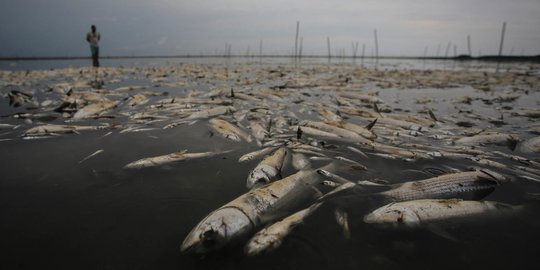 Ribuan Ikan Mati di Brasil Akibat Kekeringan