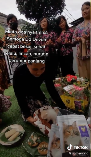 bikin heboh acara tedak sinten pada bayi kucing ini curi perhatian warganet