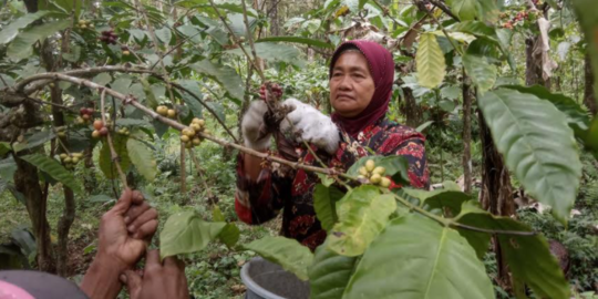 Erick Thohir Harap Proyek Kopi Nusantara Sejahterakan Petani