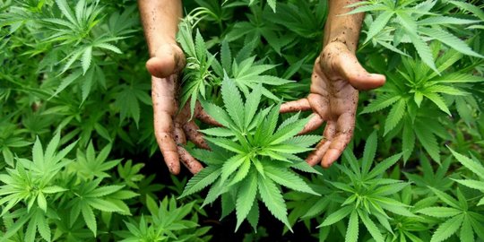 Ungkap Jaringan Ganja Nasional, Polisi Sita Puluhan Kilogram dan Dua Hektare Ladang