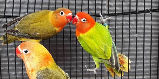 Jenis Lovebird Warna Hijau, Ketahui Ciri Khasnya