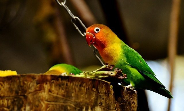 ilustrasi lovebird