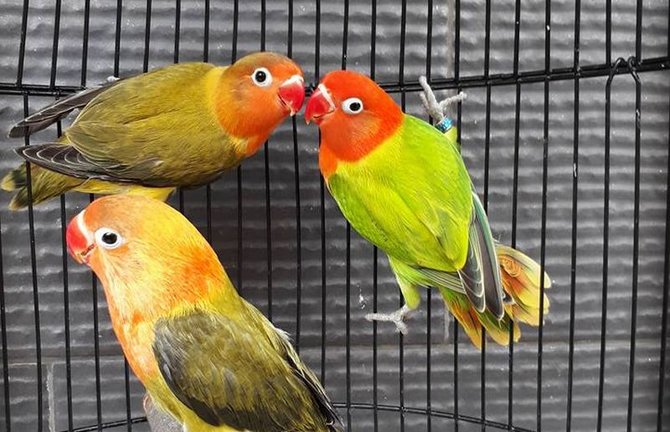 lovebird